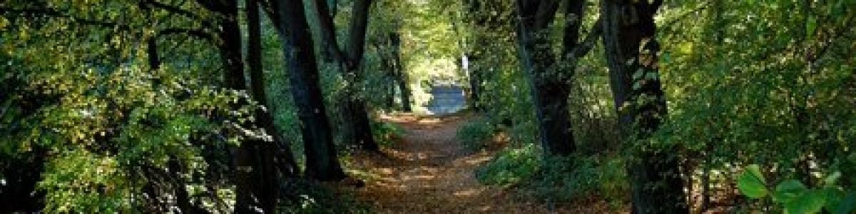 image of a wood and trees