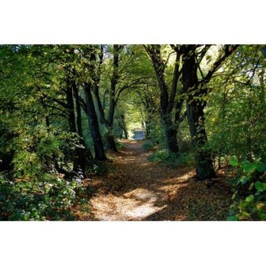 image of a wood and trees